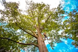 How Our Tree Care Process Works  in  Indio, CA