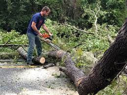 Best Utility Line Clearance  in Indio, CA