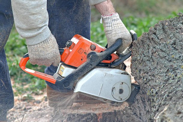 Reliable Indio, CA Tree Care Solutions
