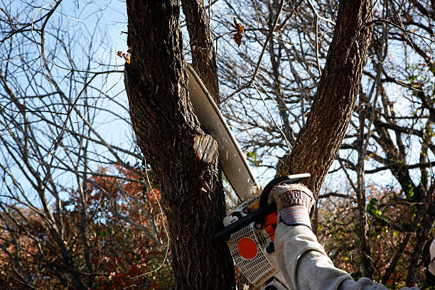  Indio, CA Tree Care Pros