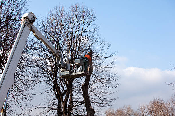 Best Hazardous Tree Removal  in Indio, CA