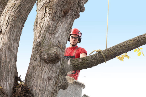 Best Tree Disease Treatment  in Indio, CA